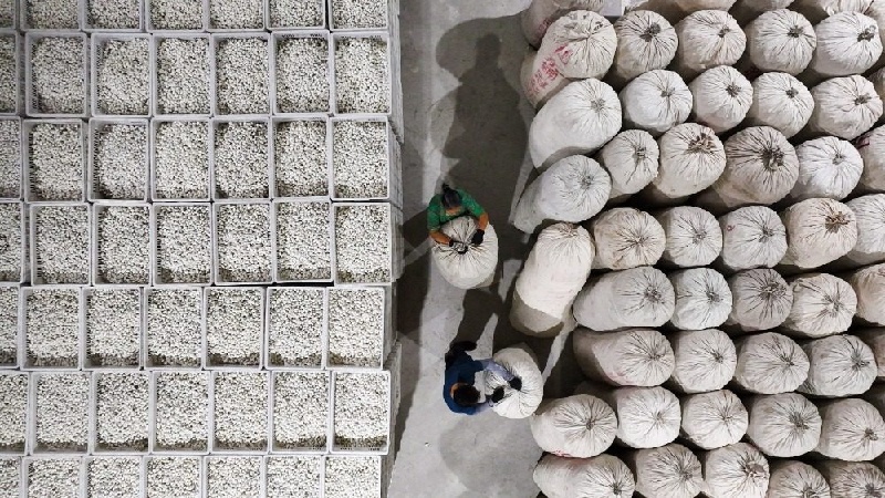 1760520858883074.jpg 蚕.jpg